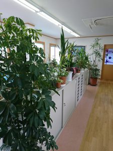 西部観葉植物