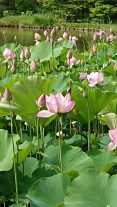 白水阿弥陀堂の蓮
