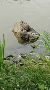 白水阿弥陀堂のカメ