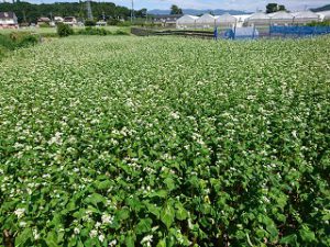そばのお花畑_全体