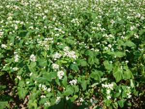 そばのお花畑　花のクロースアップ