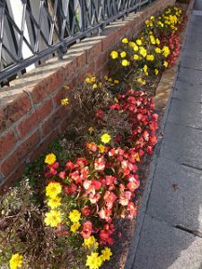 マリーゴールドとベコニア