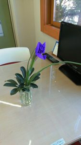 いわき西部事務所のお花アイリス