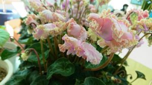 いわき西部事務所のお花　シンクラメンピンク